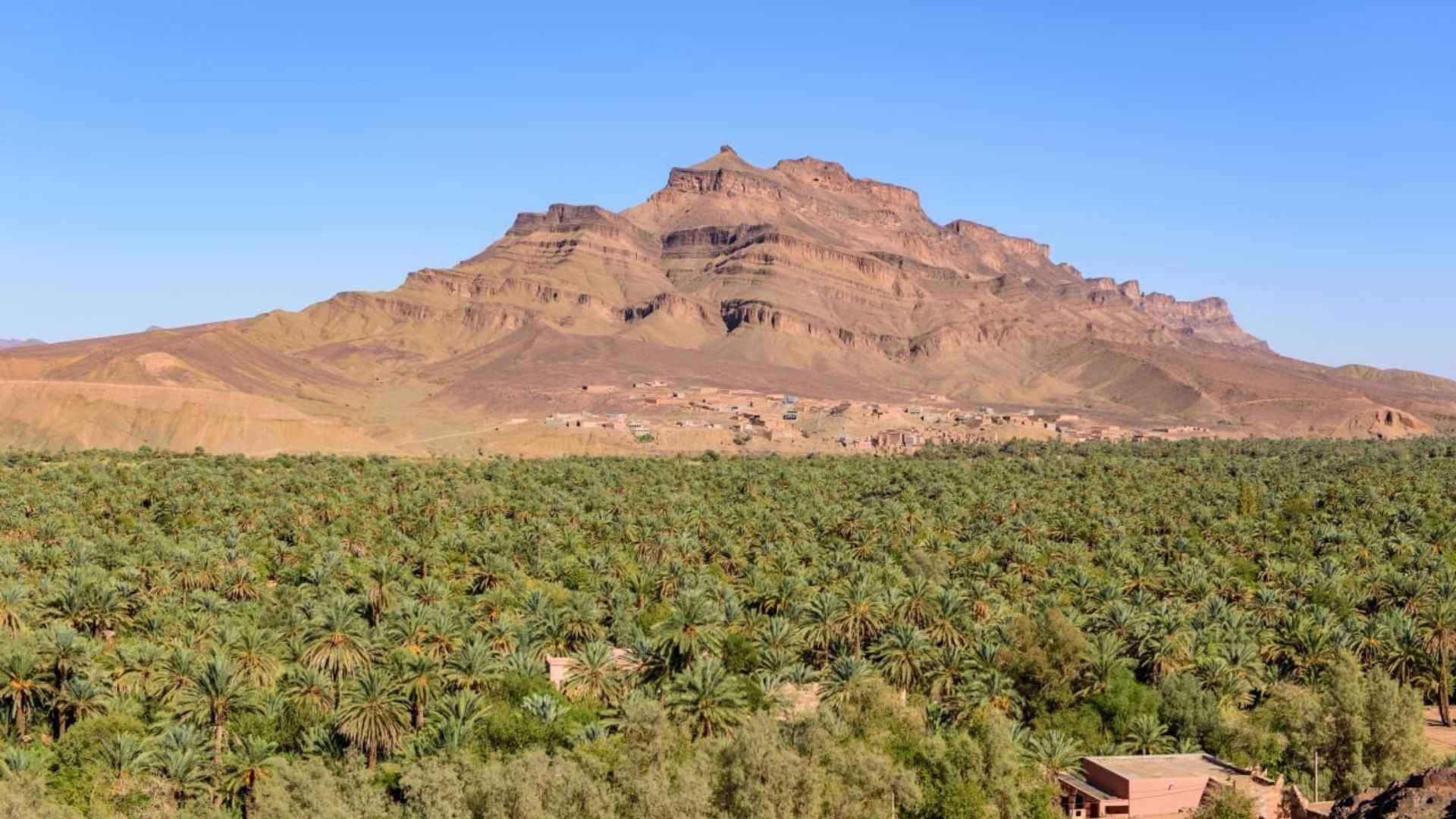 Gurun di Arab Saudi Mendadak Hijau, Ini Penjelasan Ilmiahnya